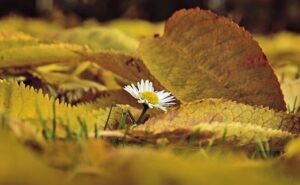 Herfst