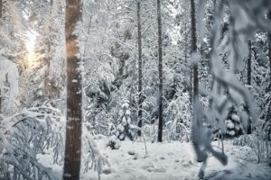 Nieuwsbrief januari 2026 De Nationale Trombose Dienst normaal